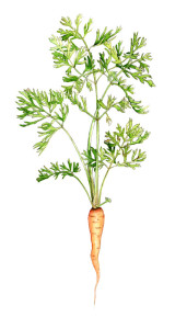 A garden fresh carrot, in watercolour and pencil.