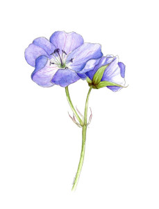A cranesbill flower, in watercolour and pencil.